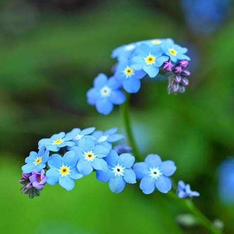 - (Blumen, Botanik, Gärtner)