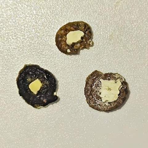 - (Ernährung, Verhalten, Tierarzt)