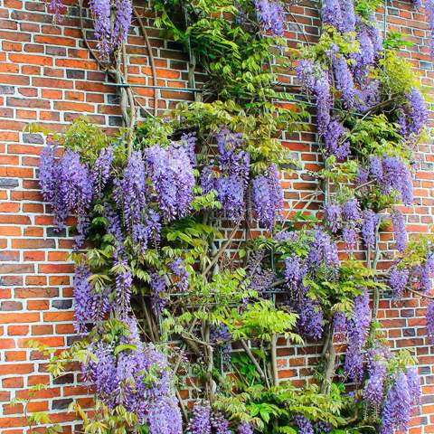 - (Pflanzen, Blumen)