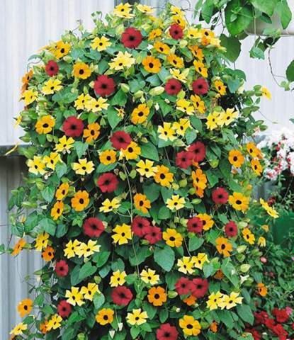 - (Pflanzen, Blumen)