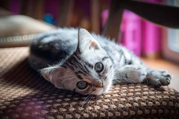 - (Psychologie, Hund, Katze)
