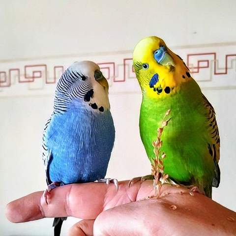- (Tierhaltung, Geschlecht, Wellensittich)