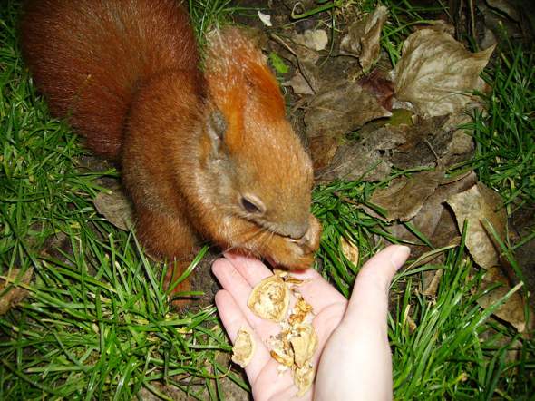 - (Wildtiere, Eichhörnchen)