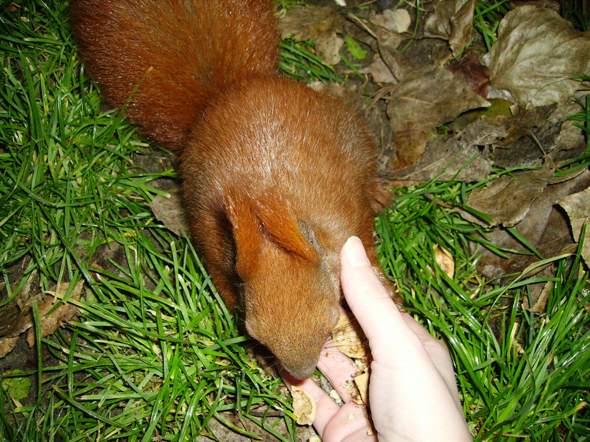 - (Wildtiere, Eichhörnchen)