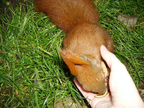 - (Wildtiere, Eichhörnchen)