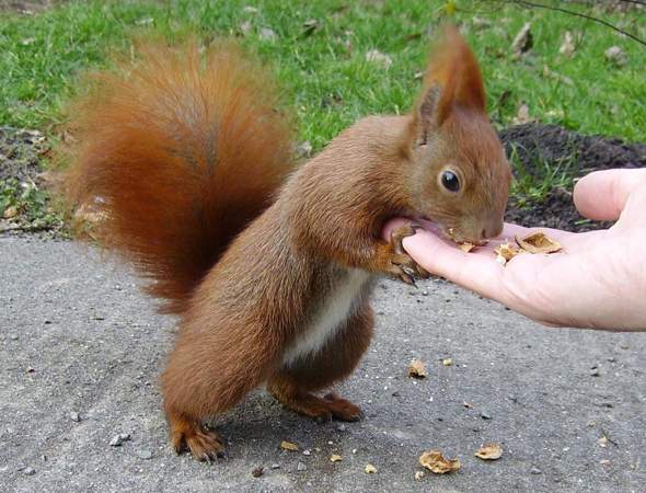 - (Wildtiere, Eichhörnchen)