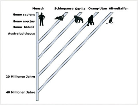 - (Biologie, Evolution, Zoo)