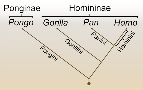 - (Biologie, Evolution, Zoo)