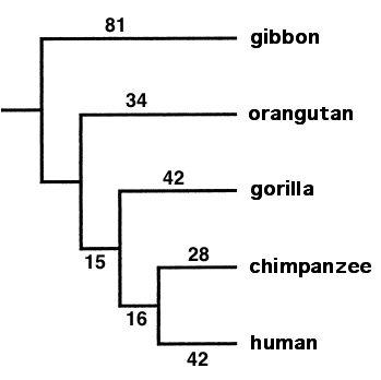 - (Biologie, Evolution, Zoo)