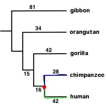 - (Biologie, Evolution, Zoo)