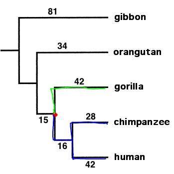 - (Biologie, Evolution, Zoo)