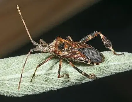 - (Insekten, Käfer)