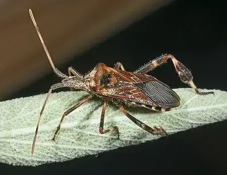 - (Insekten, Schädlinge, Ungeziefer)