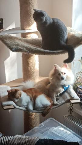 - (Hund, Katze, Pferd)