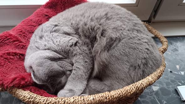 - (Hund, Katze, Pferd)