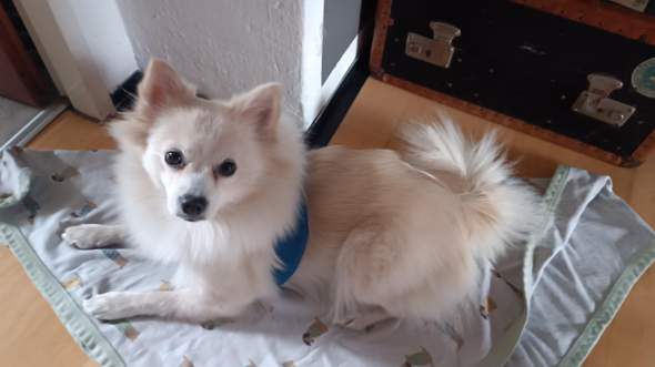 - (Hund, Katze, Pferd)