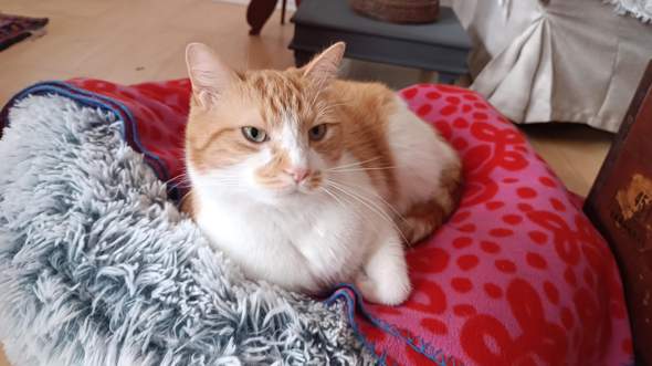 - (Hund, Katze, Pferd)
