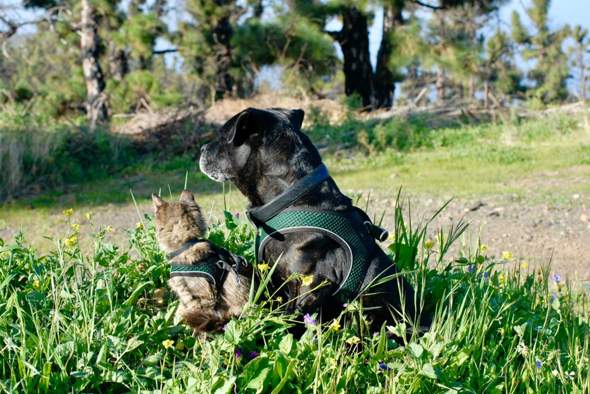 - (Menschen, Hund, Katze)
