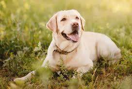 - (Hund, Tierhaltung)