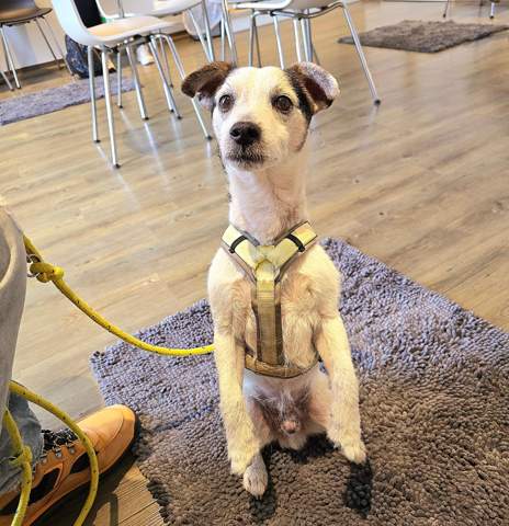 - (Hund, Tierhaltung)