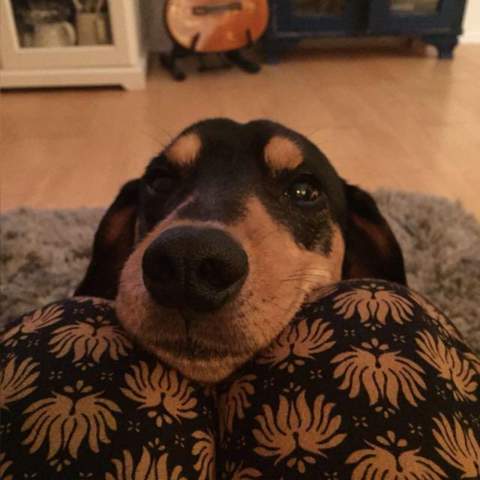 - (Hund, Tierhaltung)