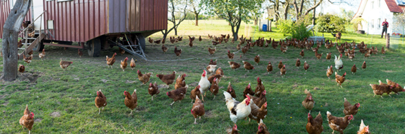 - (Ernährung, Tierhaltung, Eier)