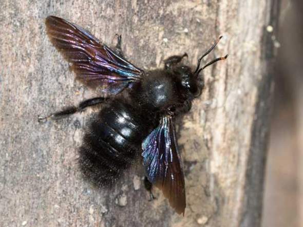 - (Insekten, Bienen, Wespen)