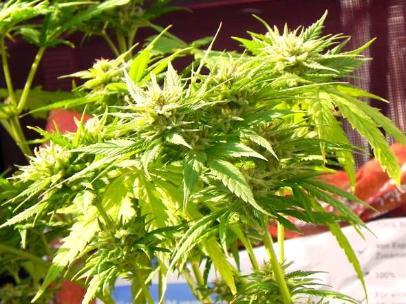 - (Cannabis, Gras, Pflanzenpflege)