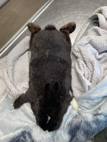 - (Kaninchen, Tiermedizin, Kleintiere)