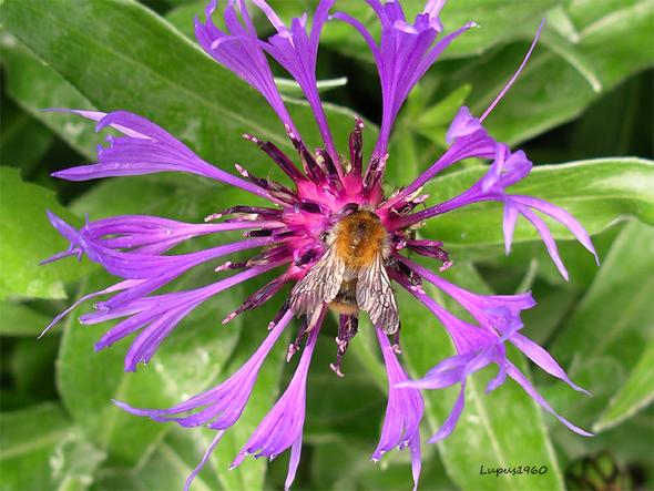Berg-Flockenblume - (Foto, Garten, Pflanzen)