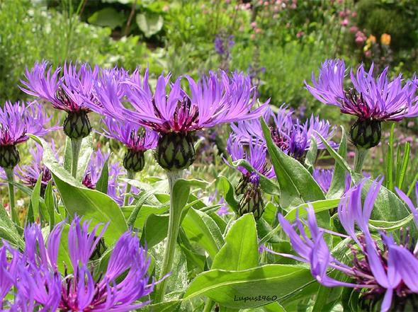 Berg-Flockenblume - (Foto, Garten, Pflanzen)