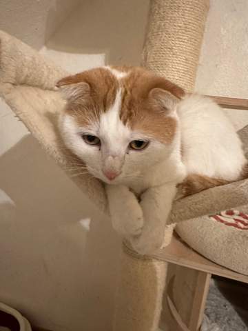 - (Hauskatze, Rasse, Katzenhaltung)