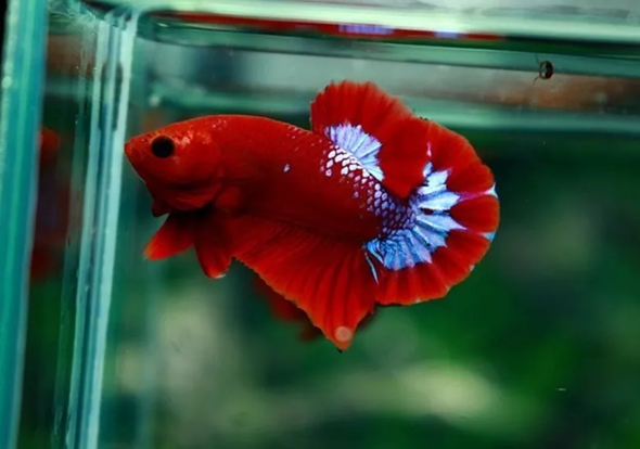 - (Name, Namensgebung, Zierfische)