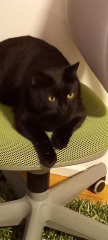 - (Tierarzt, Kater, Tierhaltung)
