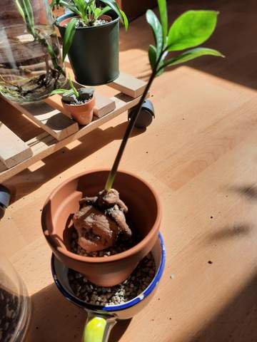 Bild zum Beitrag