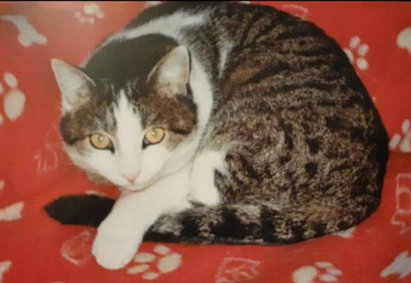 - (Katze, Schlangen, Lieblingstier)