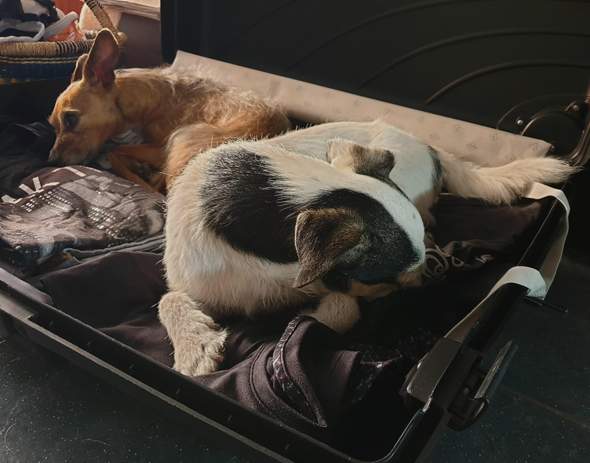 - (Hund, Urlaub, Katze)