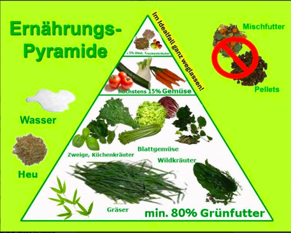 - (Kaninchen, Futter, Zwergkaninchen)