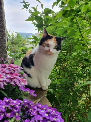 - (Name, Katzenjunges, Hauskatze)