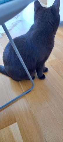 - (Attraktivität, Kater, süssheit)