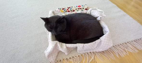 - (Attraktivität, Kater, süssheit)