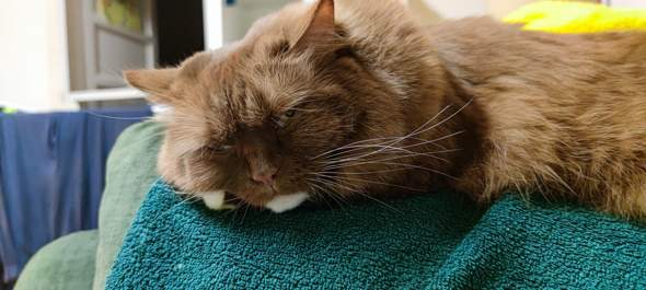 - (Farbe, Tierarzt, Kater)