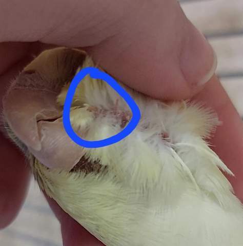 - (Tierarzt, fliegen, Tierhaltung)