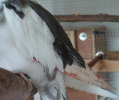 - (Tierarzt, fliegen, Tierhaltung)