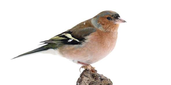 - (Eltern, Vögel, Nest)