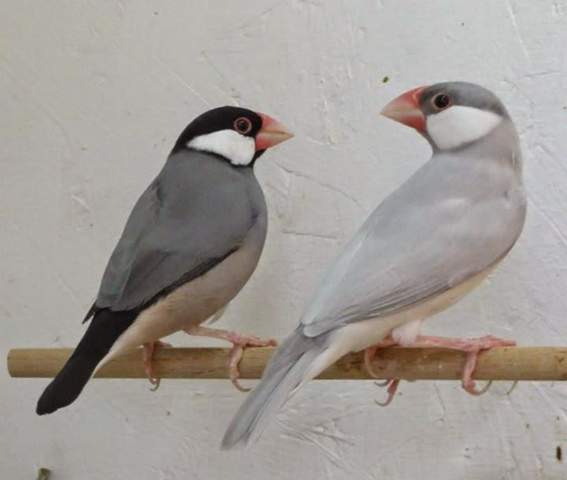 - (Eltern, Vögel, Nest)