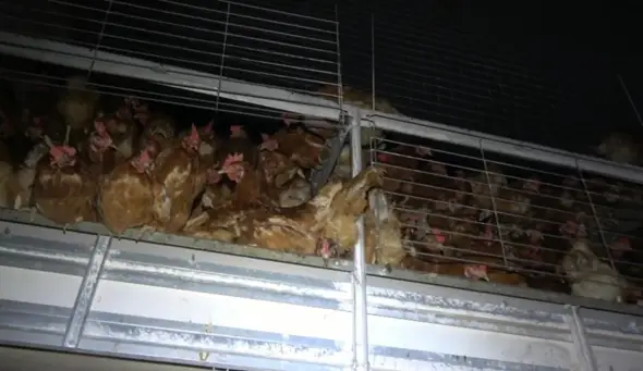 - (Tiere, gesunde Ernährung, vegan)