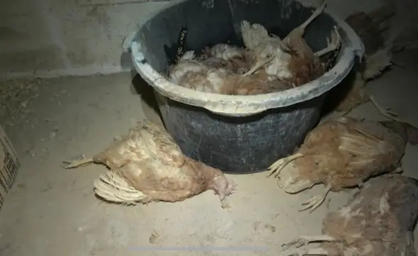 - (Tiere, gesunde Ernährung, vegan)