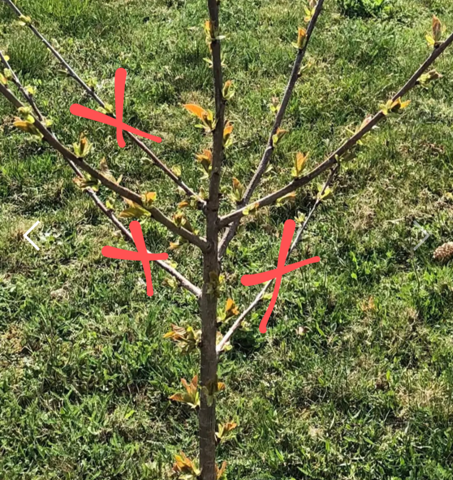 - (Baum, Pflanzenpflege, Gärtner)