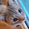 - (Bilder, Katze, gutefrage.net)